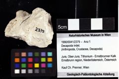 Foto (Objket + Etiketten) von Decapoda indet. 